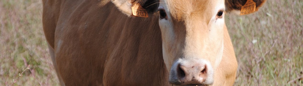 Пензенські кури і корови ставлять рекорди