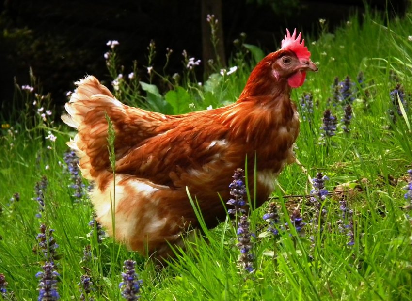 Пензенські кури і корови ставлять рекорди Пензенські кури і корови ставлять рекорди