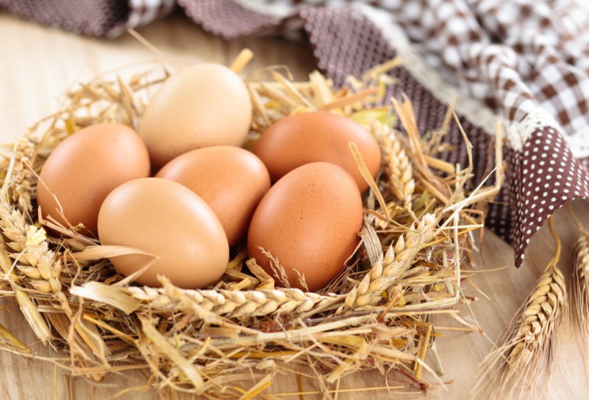 Пензенські кури і корови ставлять рекорди Пензенські кури і корови ставлять рекорди