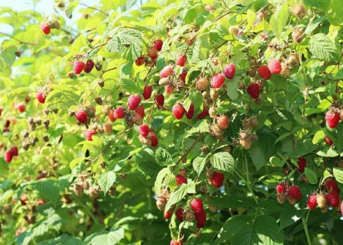 Малина летнего плодоношения Глен Ампл (Rubus idaeus Glen Ample)