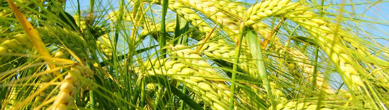 Ставропіллі — на порозі масового збору врожаю озимого