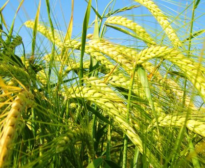 Ставропіллі — на порозі масового збору врожаю озимого