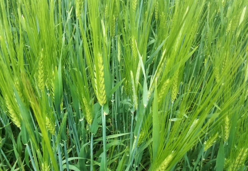 Ставропіллі — на порозі масового збору врожаю озимого Ставропіллі — на порозі масового збору врожаю озимого