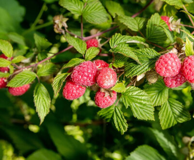 Особливості культивування малини в південних областях