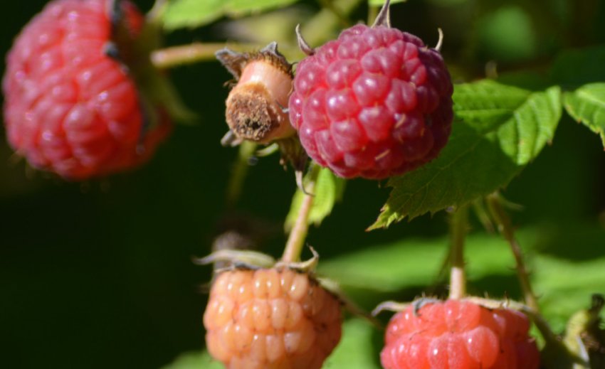 Малина Херітейдж