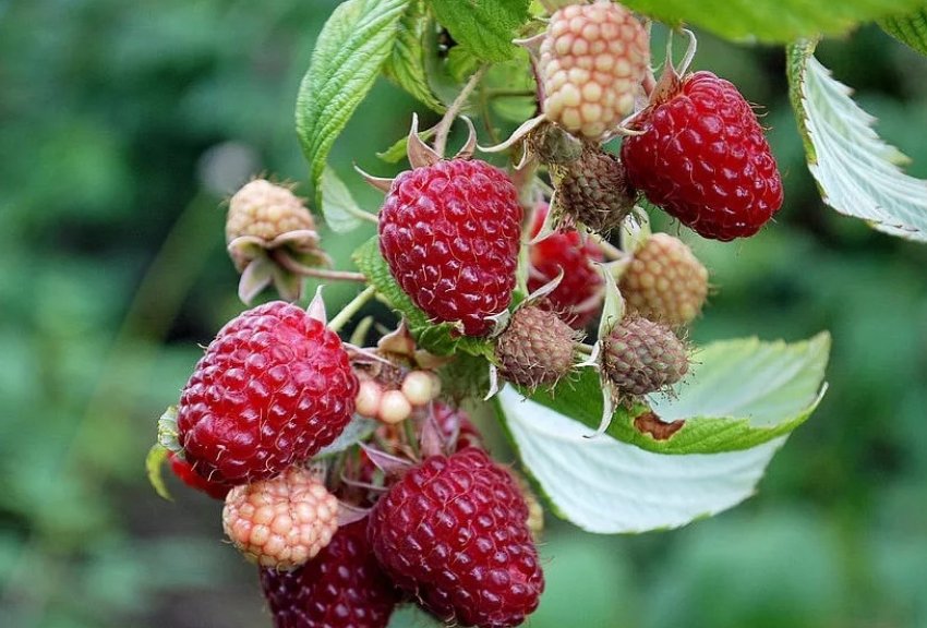 Малини Полана