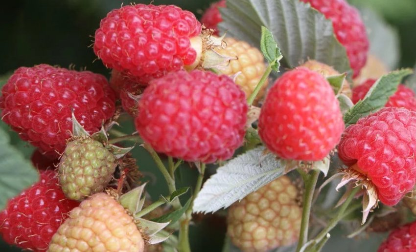 Малина Журавлик