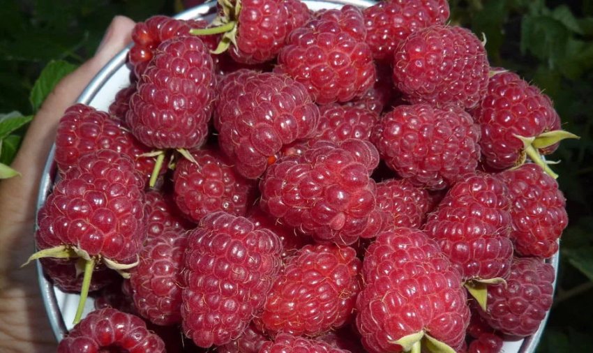 Малина Діамантова