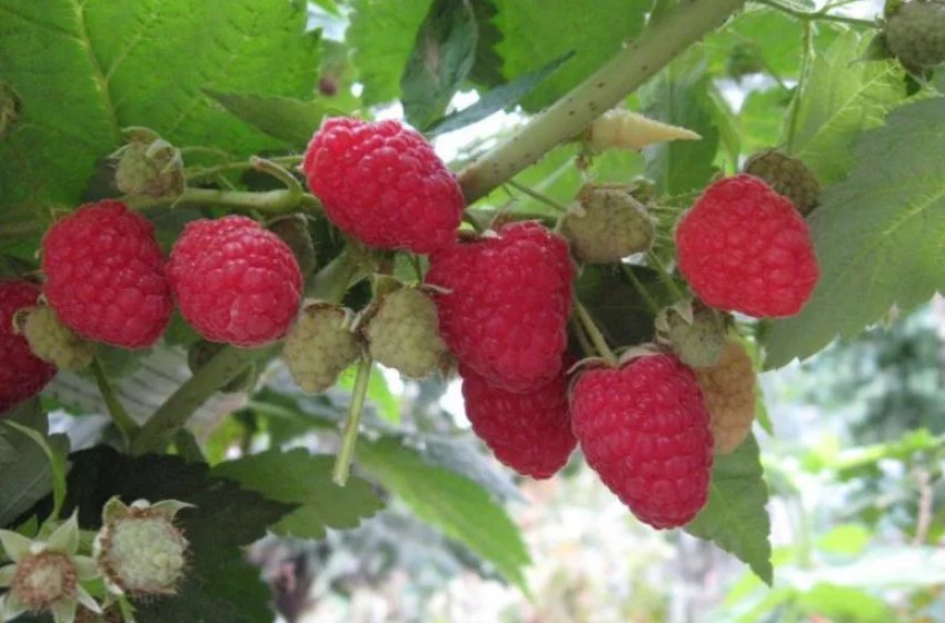 Малина Євразія