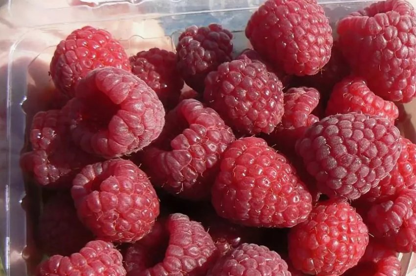 Малина Геракл