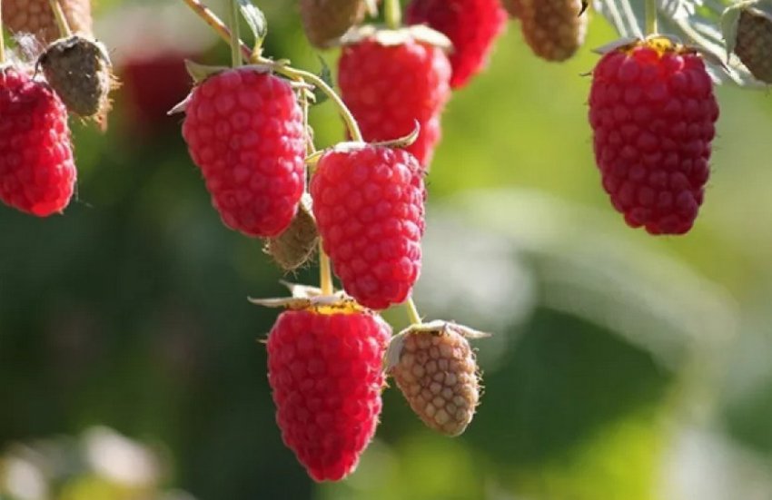 Малина Брянське диво