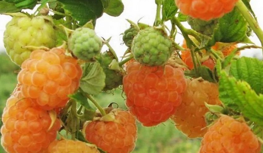 Малина Золоті куполи