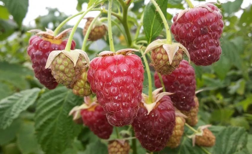 Малина Недосяжна