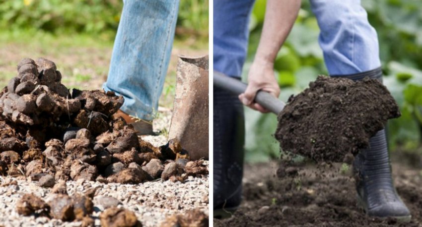 Підготовка грунту до посадки малини