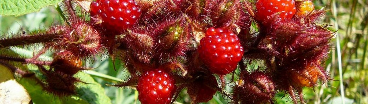 Малина нектарная хейса heisa отзывы. . Малина нектарная хейса heisa отзывы фото. Малина нектарная хейса heisa отзывы-. картинка Малина нектарная хейса heisa отзывы. картинка . Дачный форум: о даче, о цветах, о вашем приусадебном участке
