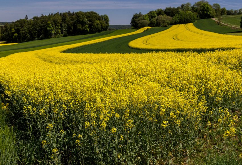 Московські землероби засіяли 208 тисяч гектарів ярих полів