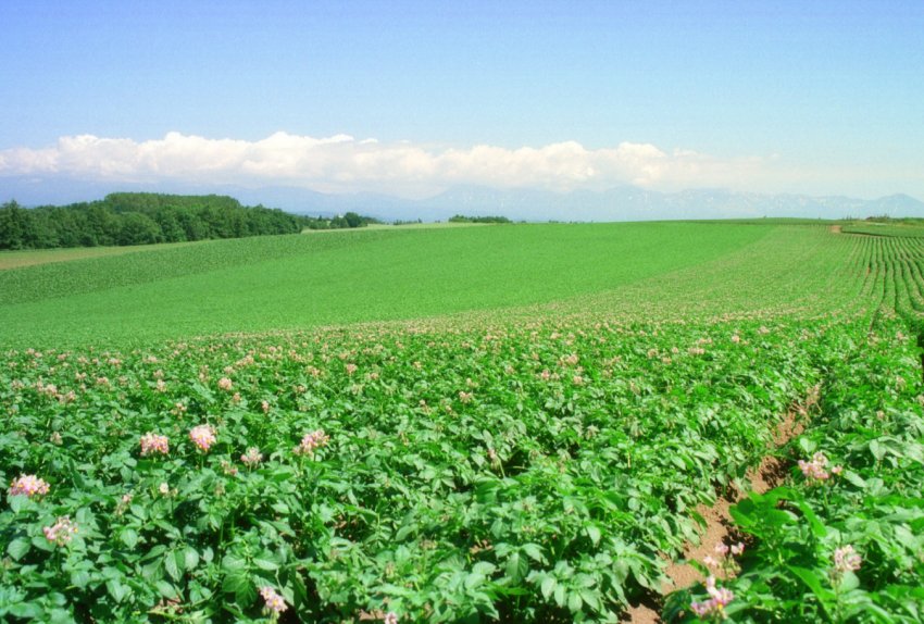 Московські землероби засіяли 208 тисяч гектарів ярих полів