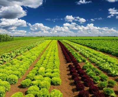 Московські землероби засіяли 208 тисяч гектарів ярих полів