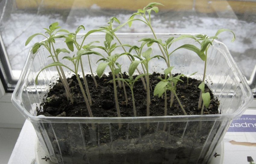 Розсада томатів Розсада томатів