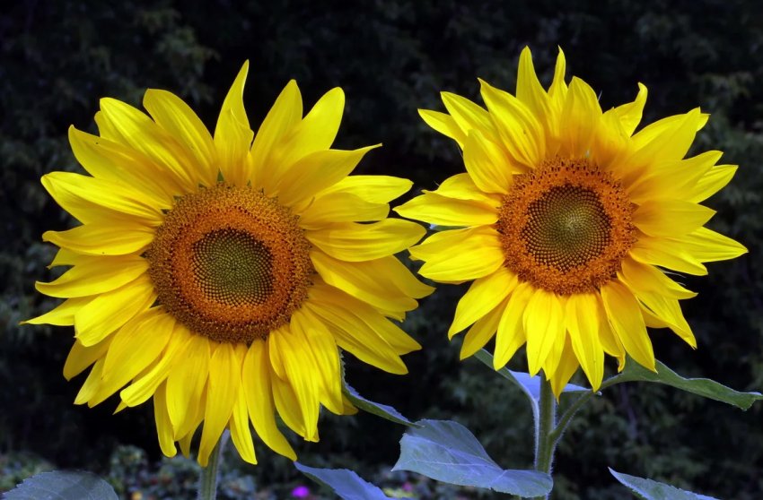 На зарубіжних ринках стало більше масла з російських соняшників На зарубіжних ринках стало більше масла з російських соняшників