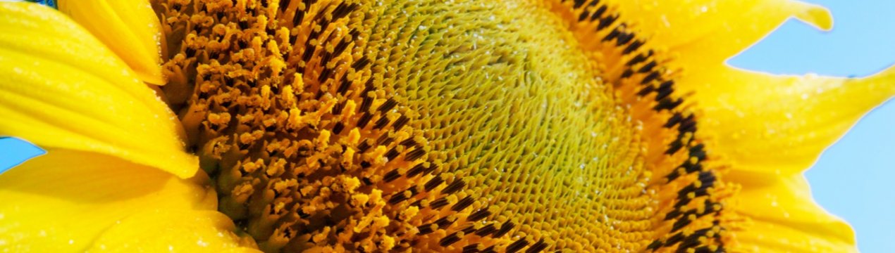 На зарубіжних ринках стало більше масла з російських соняшників