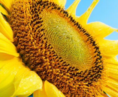 На зарубіжних ринках стало більше масла з російських соняшників