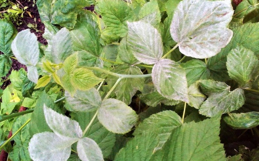 Борошниста роса на малині