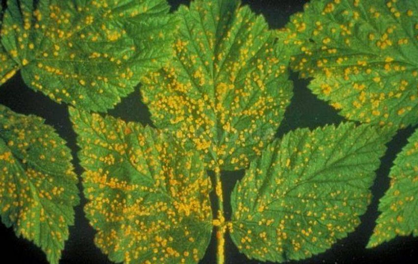 Іржа на малині