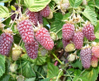 Малино-ожиновий гібрид Логанбері: характеристика, особливості агротехніки