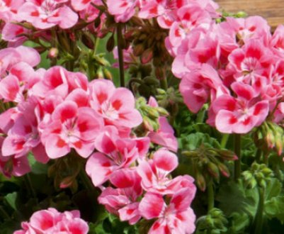 Як правильно і чим поливати герань в домашніх умовах для рясного цвітіння