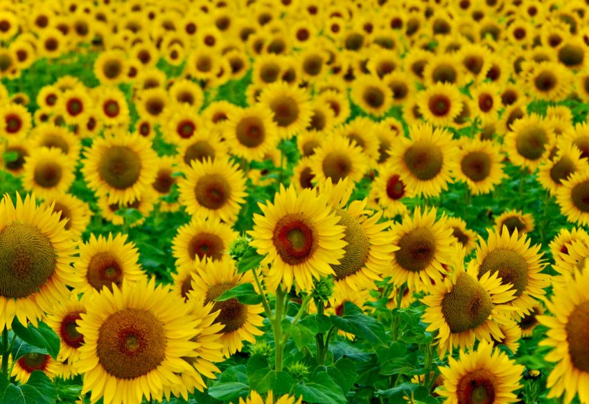 На зарубіжних ринках стало більше масла з російських соняшників На зарубіжних ринках стало більше масла з російських соняшників