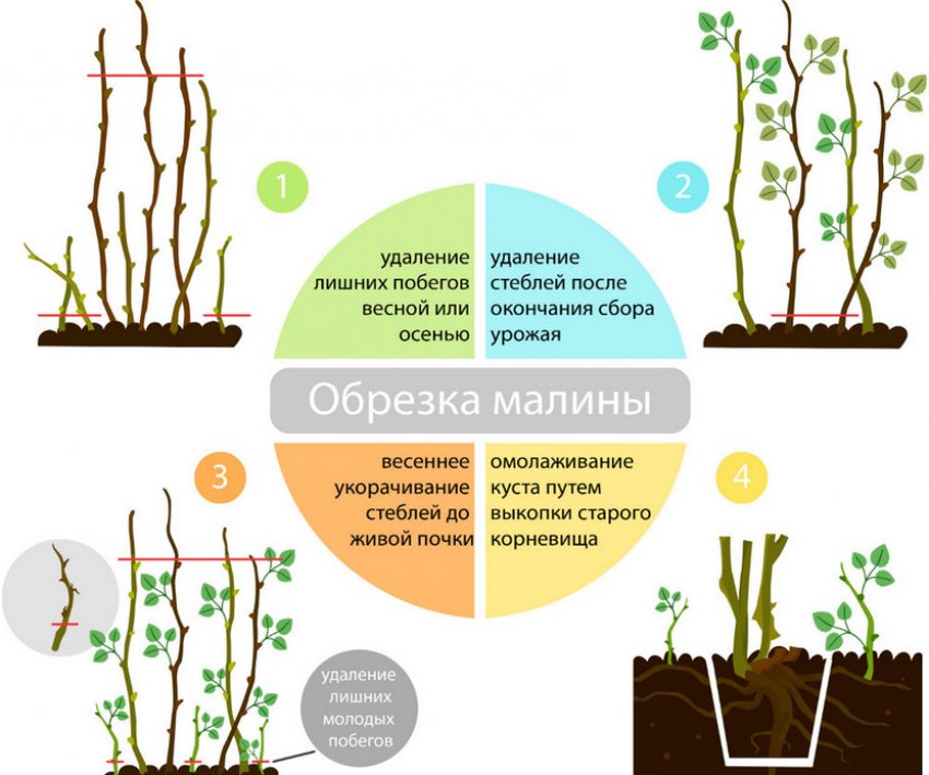 Обрізка малини