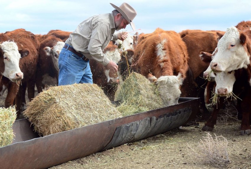 Китайці побудують в Росії екологічно чисту ферму