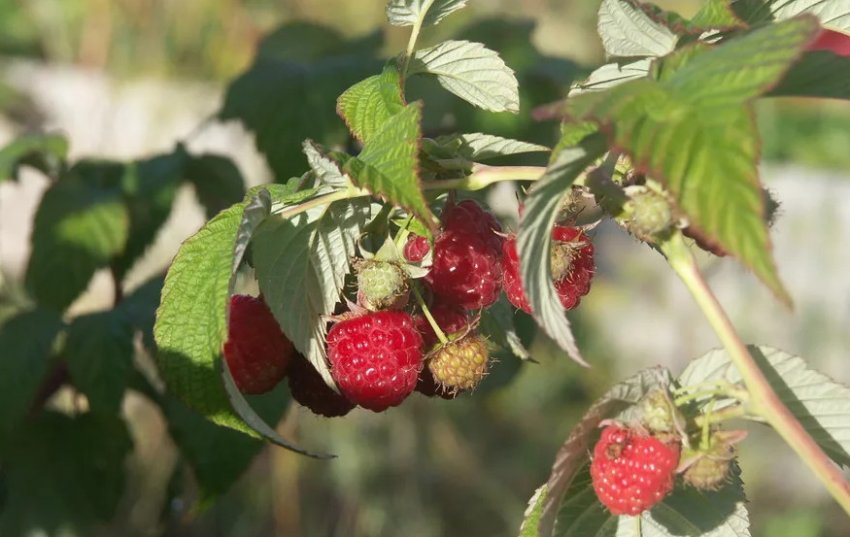Малина Бабине літо