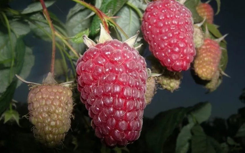 Малина Атланта