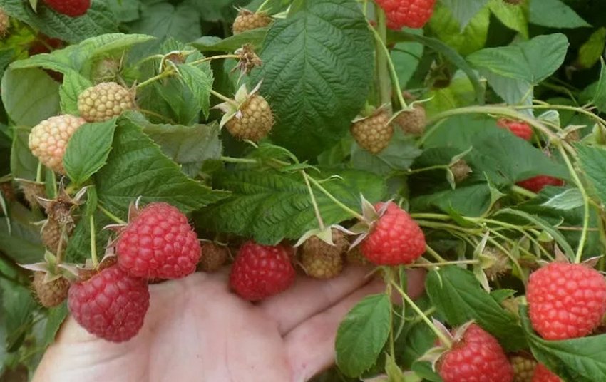 Малина Елегантна