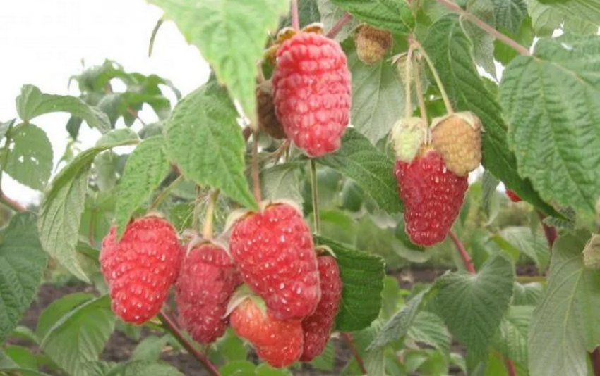 Малина Рубінове намисто