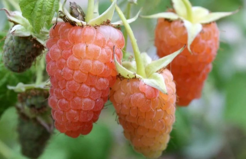 Малина Помаранчеве диво