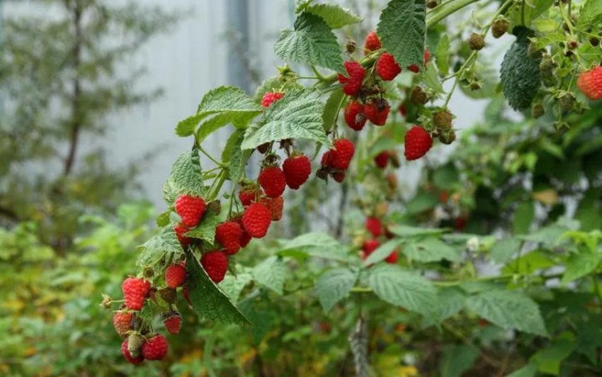 Малина Жар-птиця