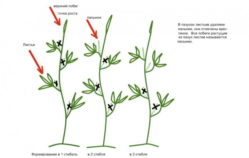 Пасинкування Пасинкування