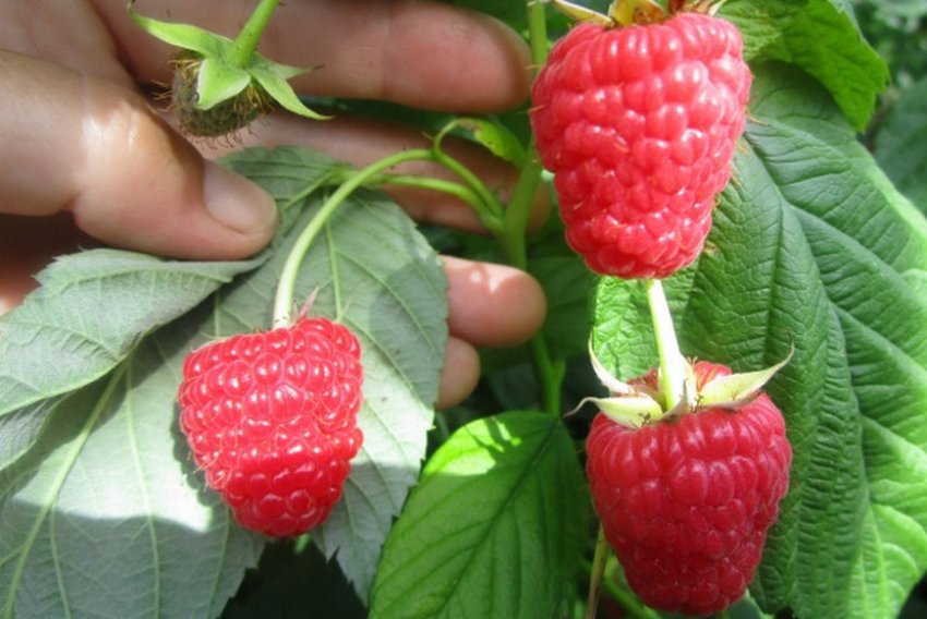 Малина Маравилла