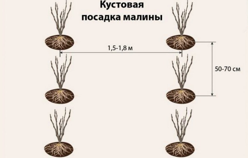 Кущова посадка малини