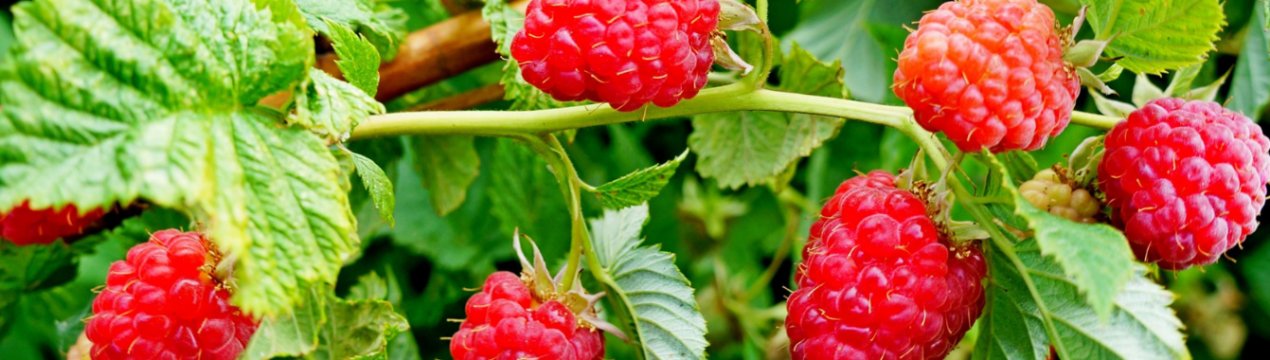 У Великобританії раніше звичайного розпочався сезон малини