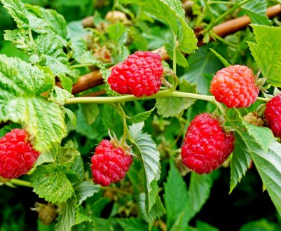 У Великобританії раніше звичайного розпочався сезон малини