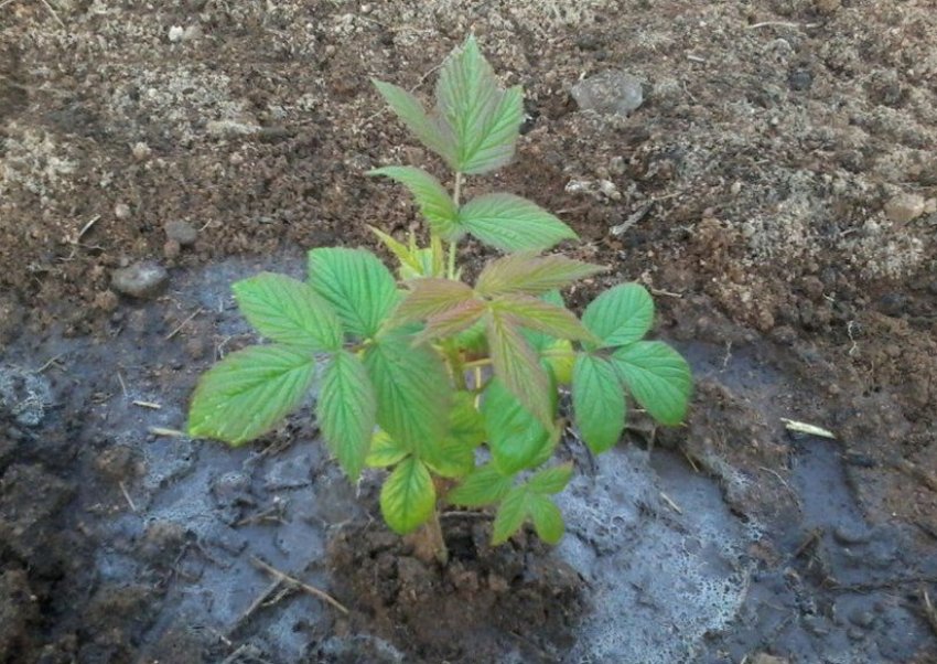 Рясний полив сажннцев