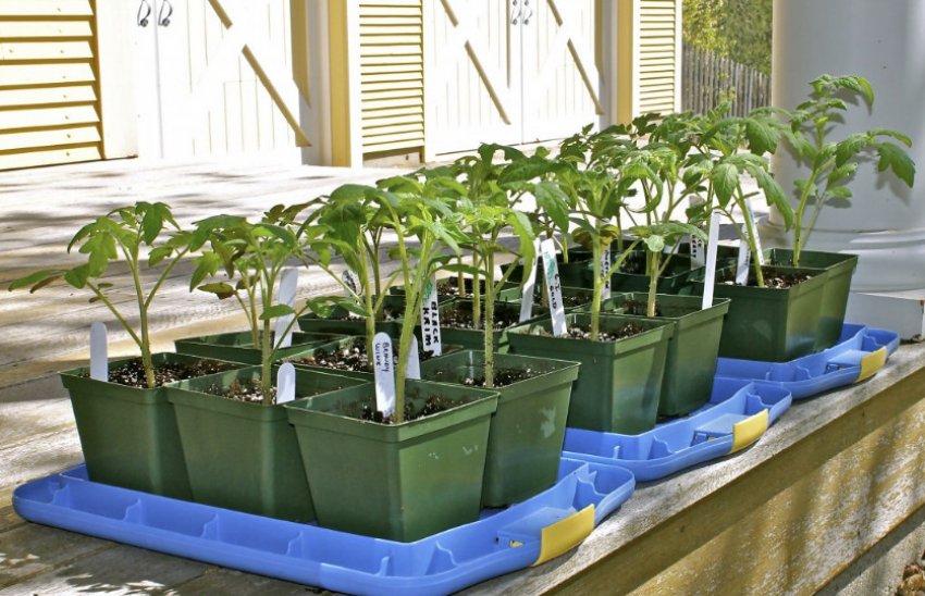 Загартовування розсади Загартовування розсади