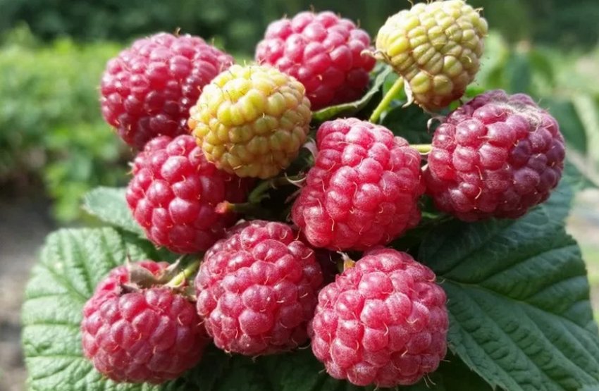 Малина Пінгвін