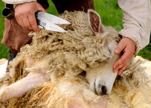 Особливості ручної стрижки овець: загальні правила, як вибрати ножиці