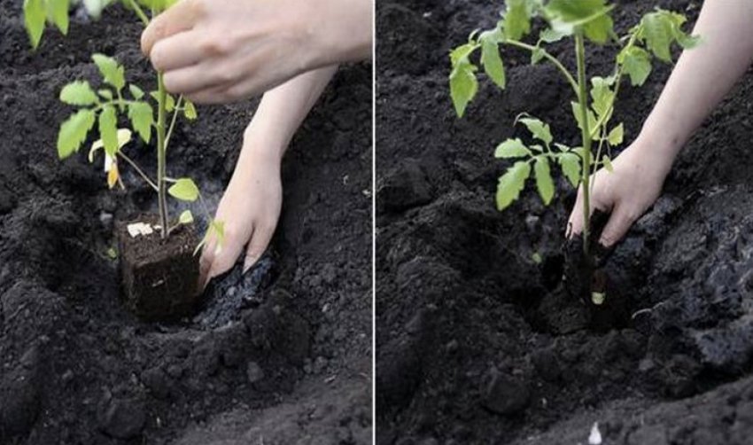 Посадка розсади в грунт Посадка розсади в грунт