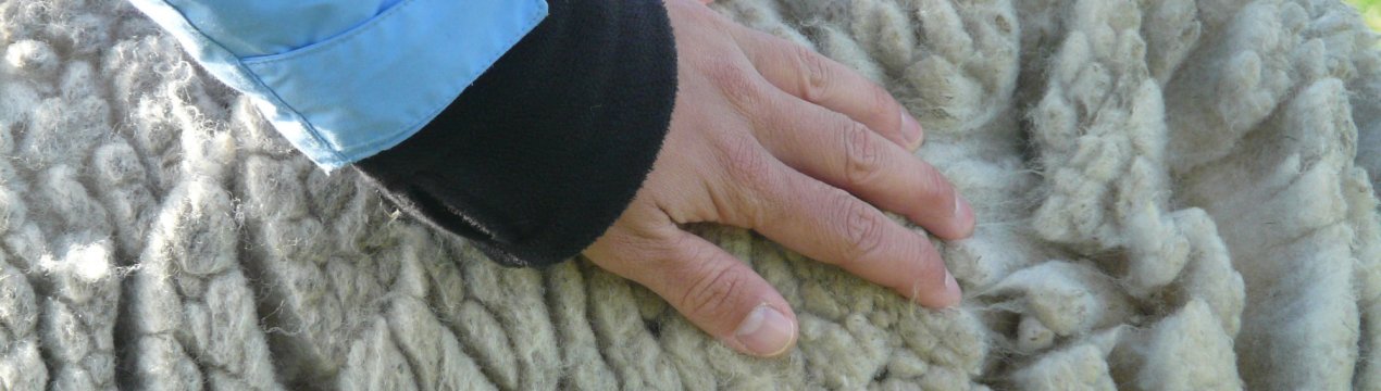 Вироби з вовни вівці: технологія, способи виробництва, корисні властивості